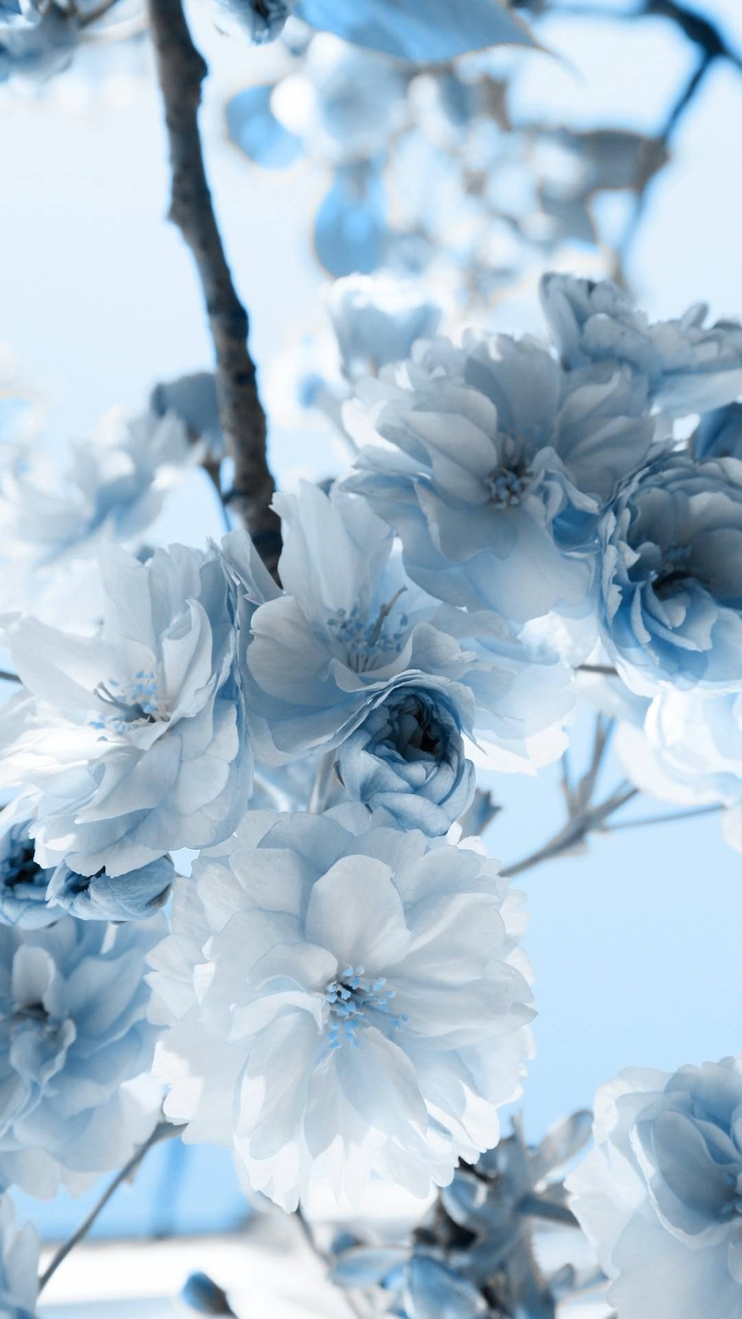 Pastel Blue Flower&Title=Wallpaperaccess.Com Wallpapers