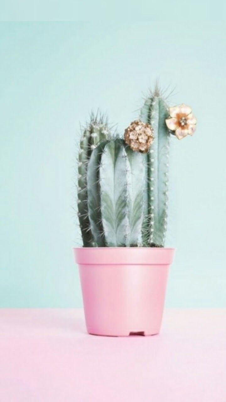 Pastel Cactus Wallpapers