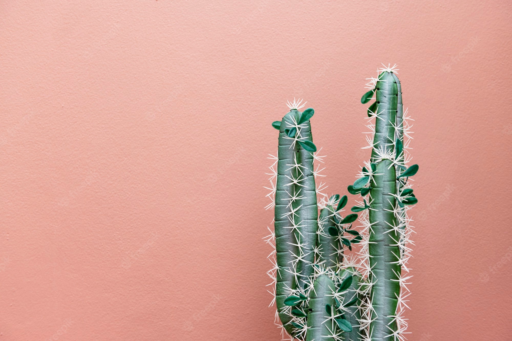 Pastel Cactus Wallpapers