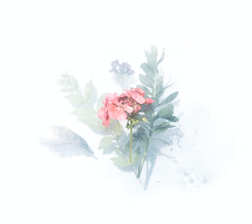 Pastel Floral Wallpapers