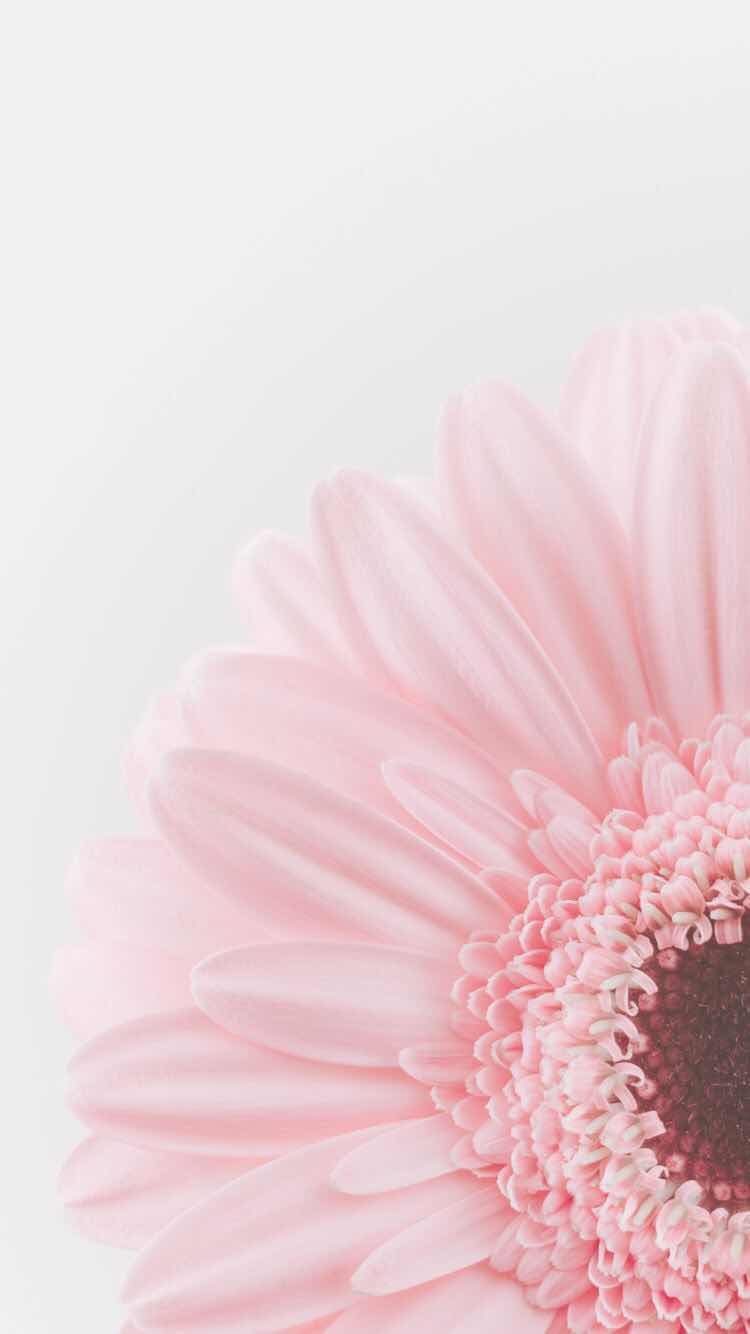 Pastel Flower Wallpapers