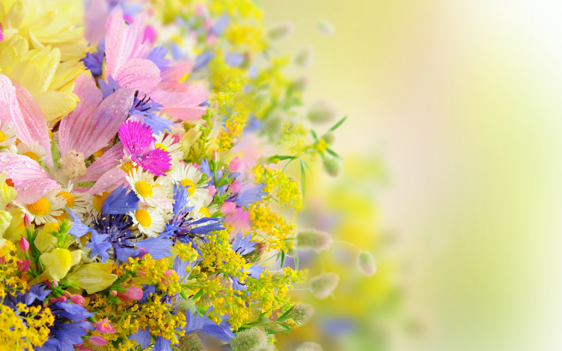 Pastel Flower Wallpapers