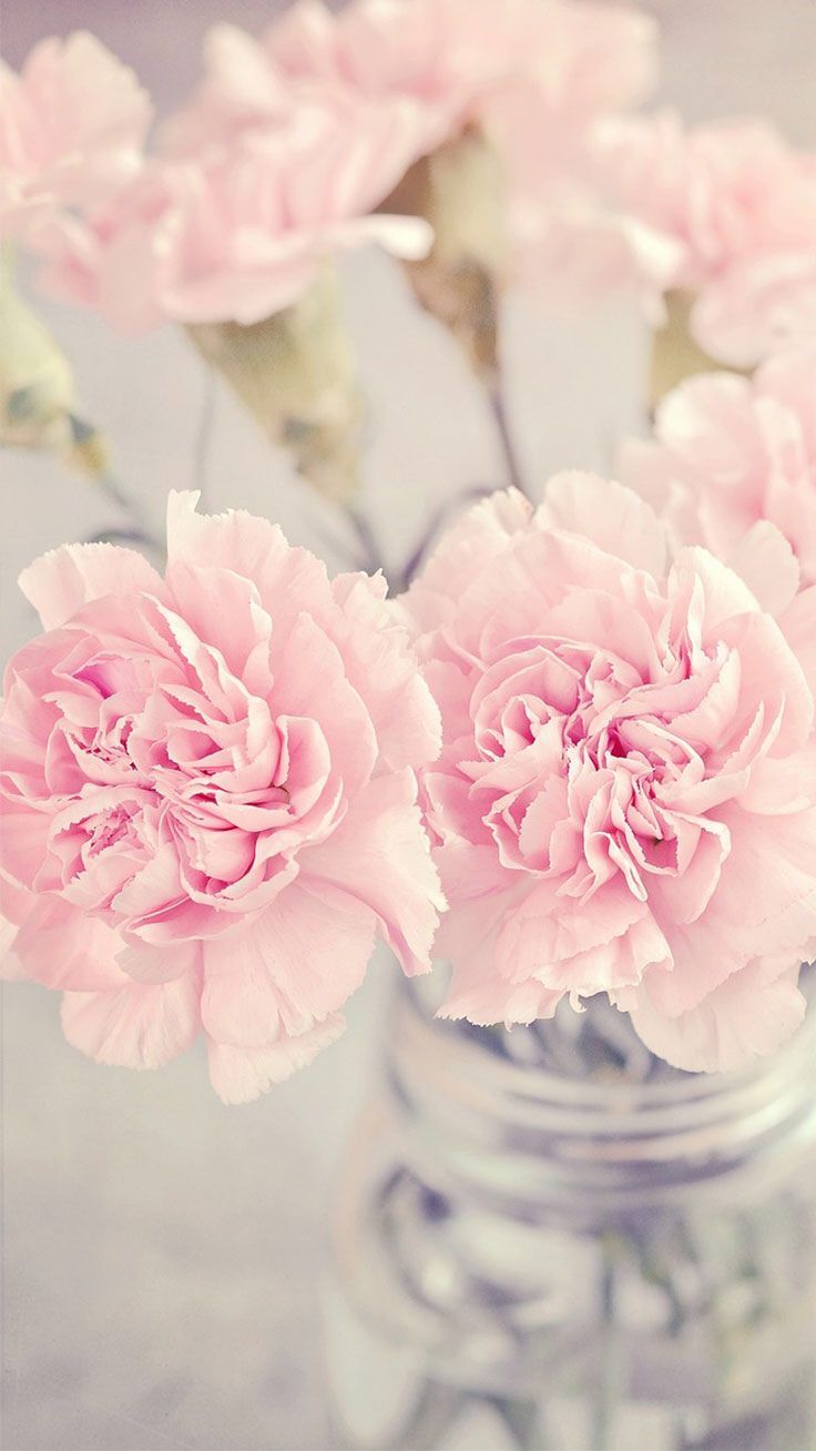 Pastel Pink Flower Desktop Wallpapers