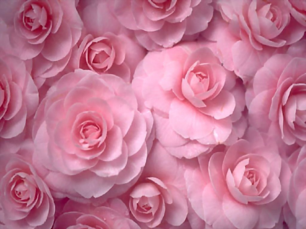 Pastel Pink Flower Desktop Wallpapers