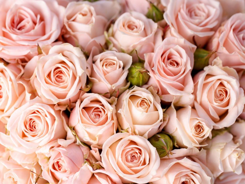 Pastel Pink Flower Desktop Wallpapers