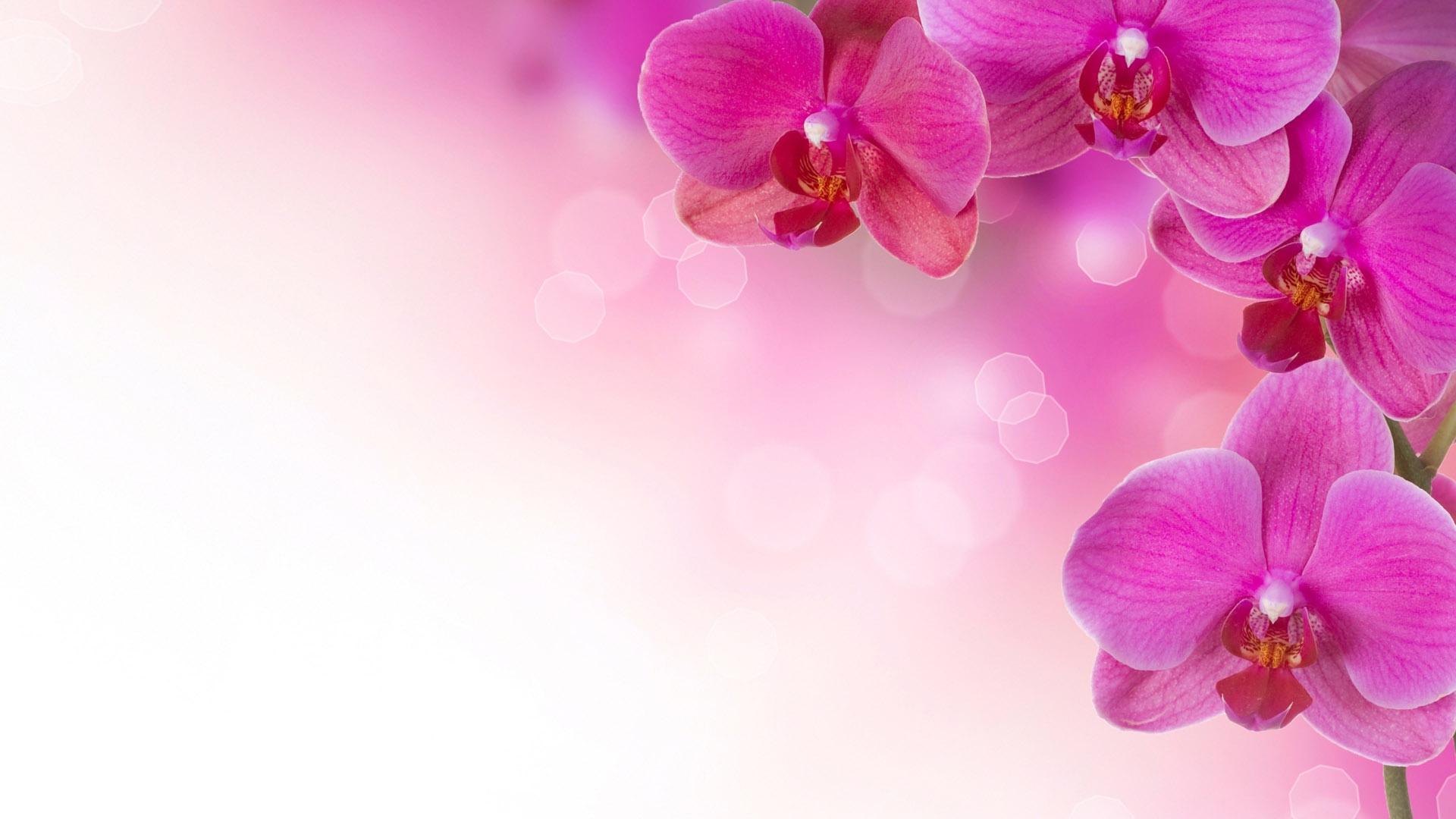 Pastel Pink Flower Desktop Wallpapers