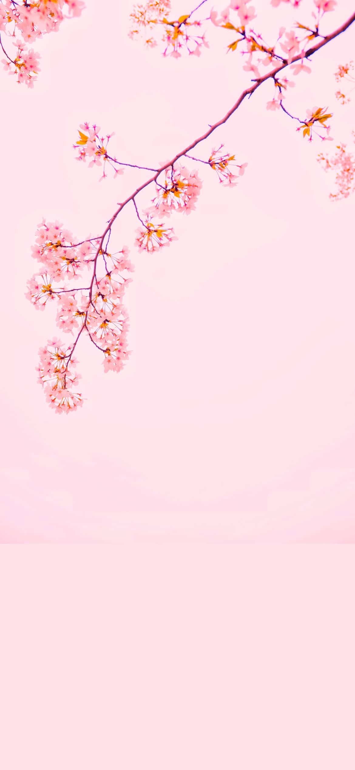 Pink Aesthetic Iphone Wallpapers