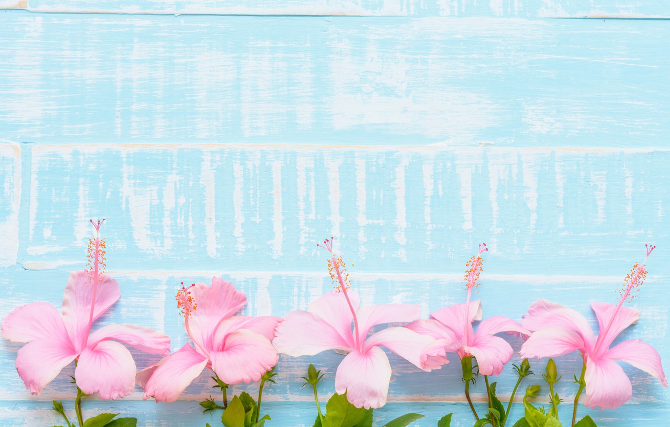 Pink And Blue Flowers Wallpapers