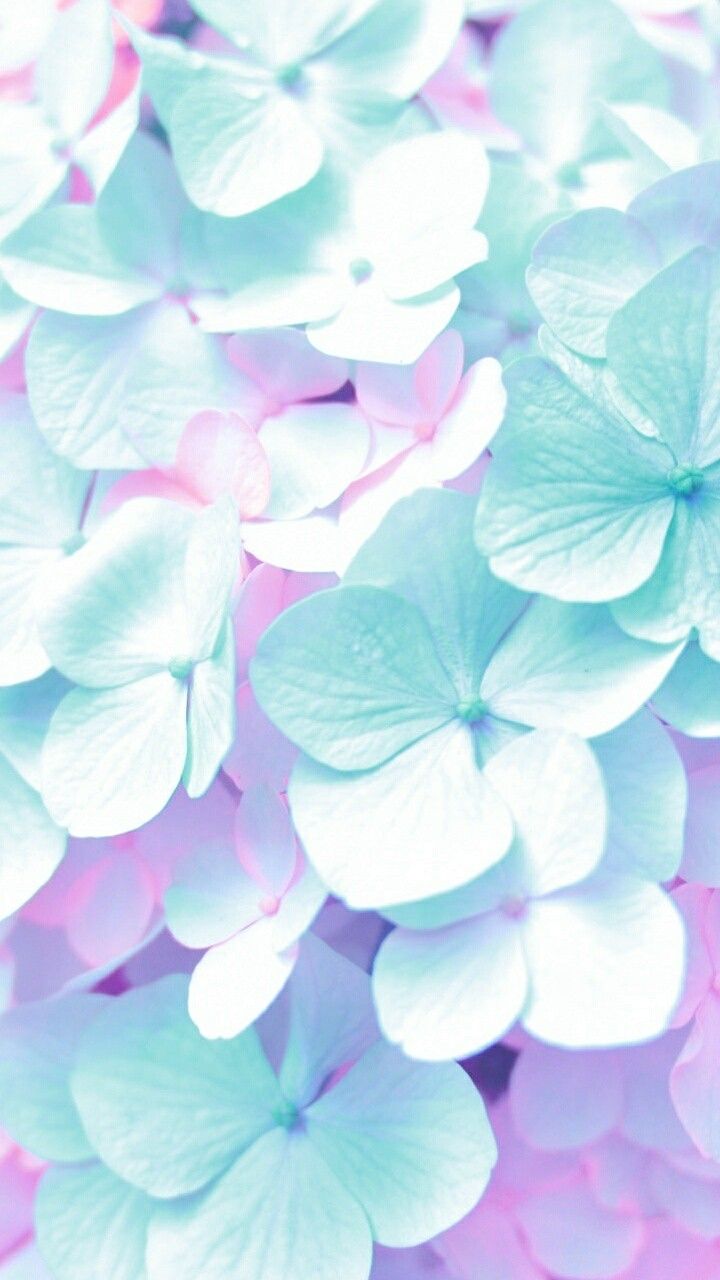 Pink And Blue Flowers Wallpapers