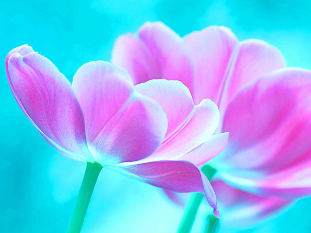 Pink And Blue Flowers Wallpapers