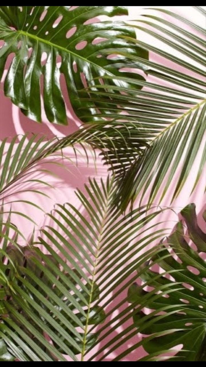 Pink And Green Aesthetic Wallpapers