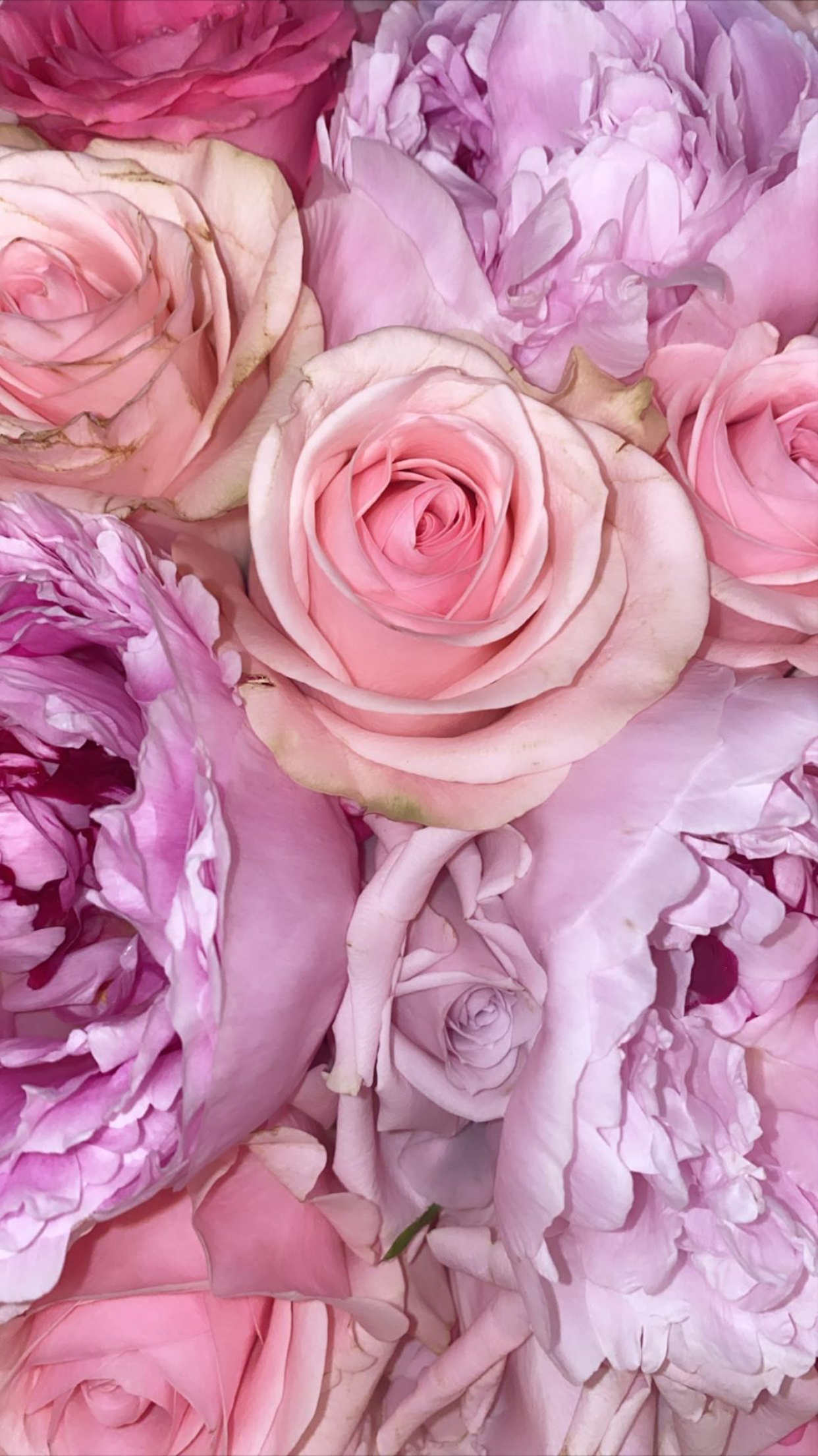 Pink And Purple Flower Wallpapers