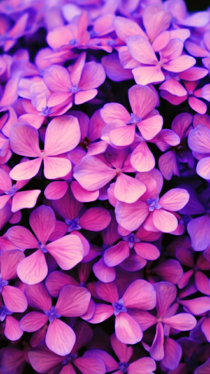 Pink And Purple Flower Wallpapers