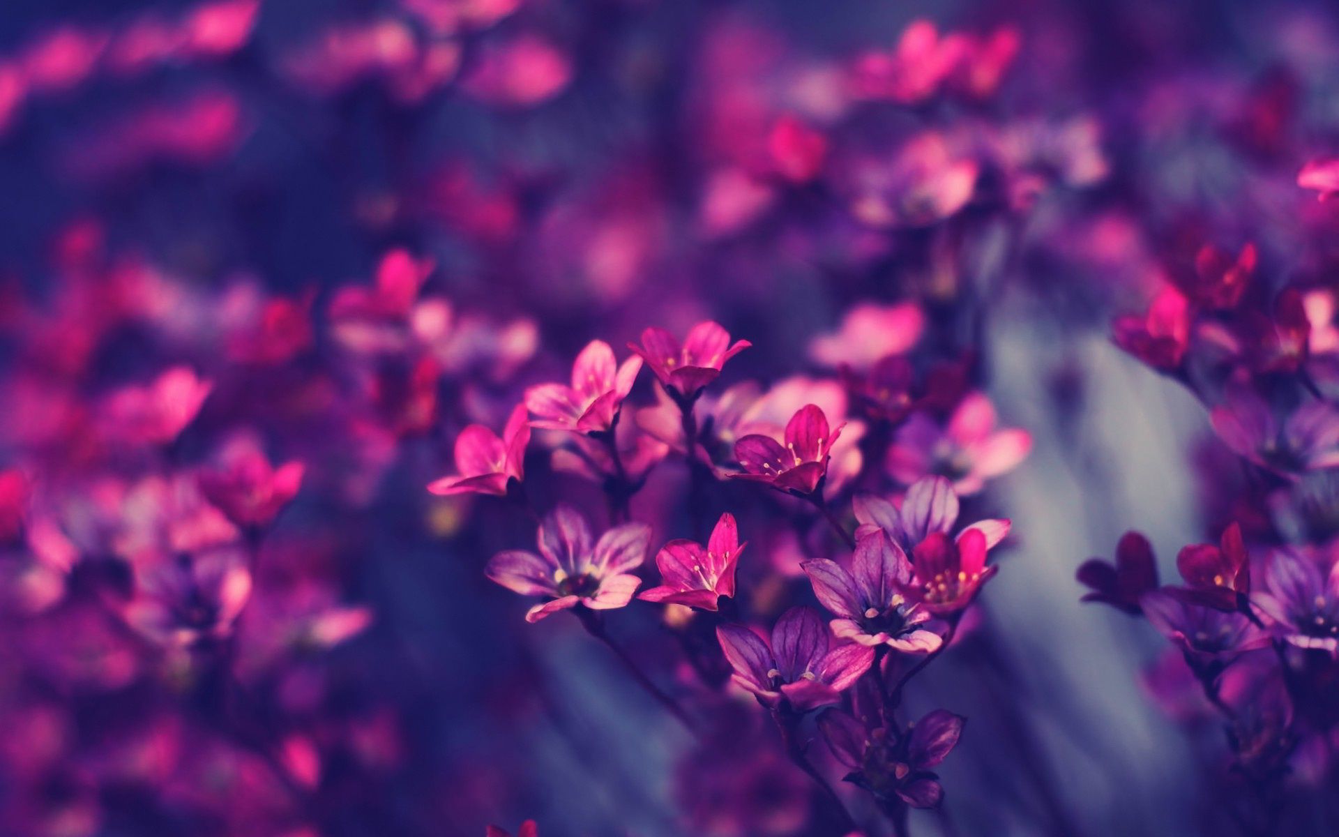 Pink And Purple Flower Wallpapers