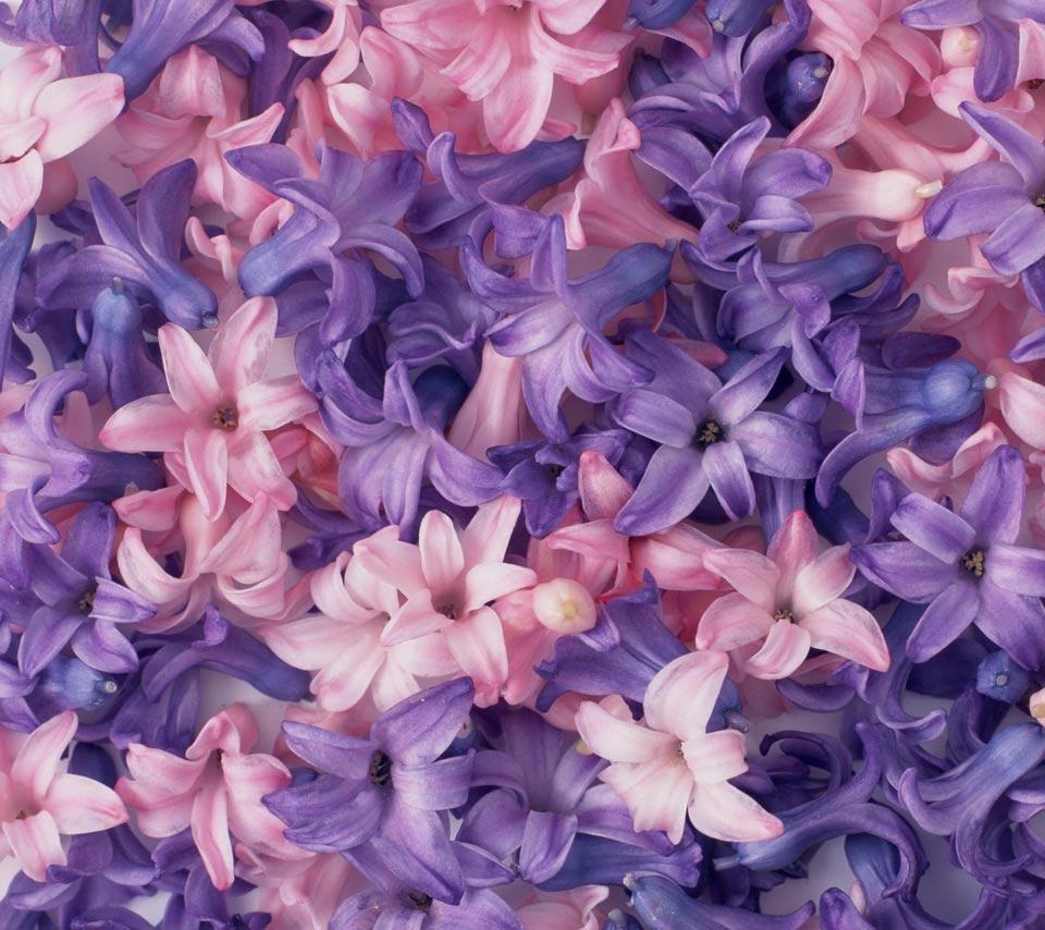 Pink And Purple Flower Wallpapers