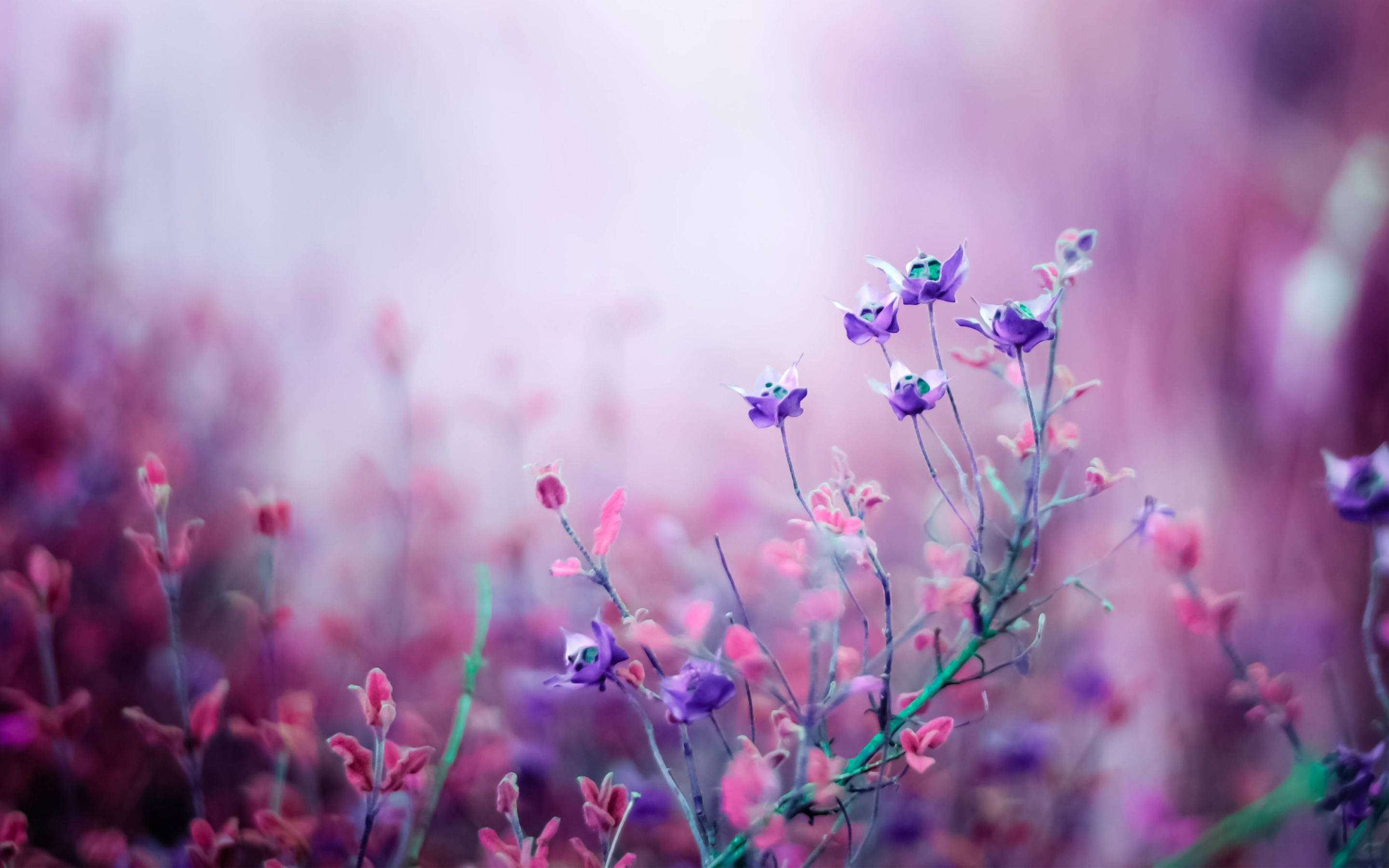 Pink And Purple Flower Wallpapers