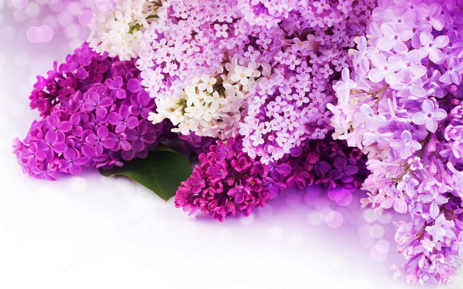 Pink And Purple Flower Wallpapers