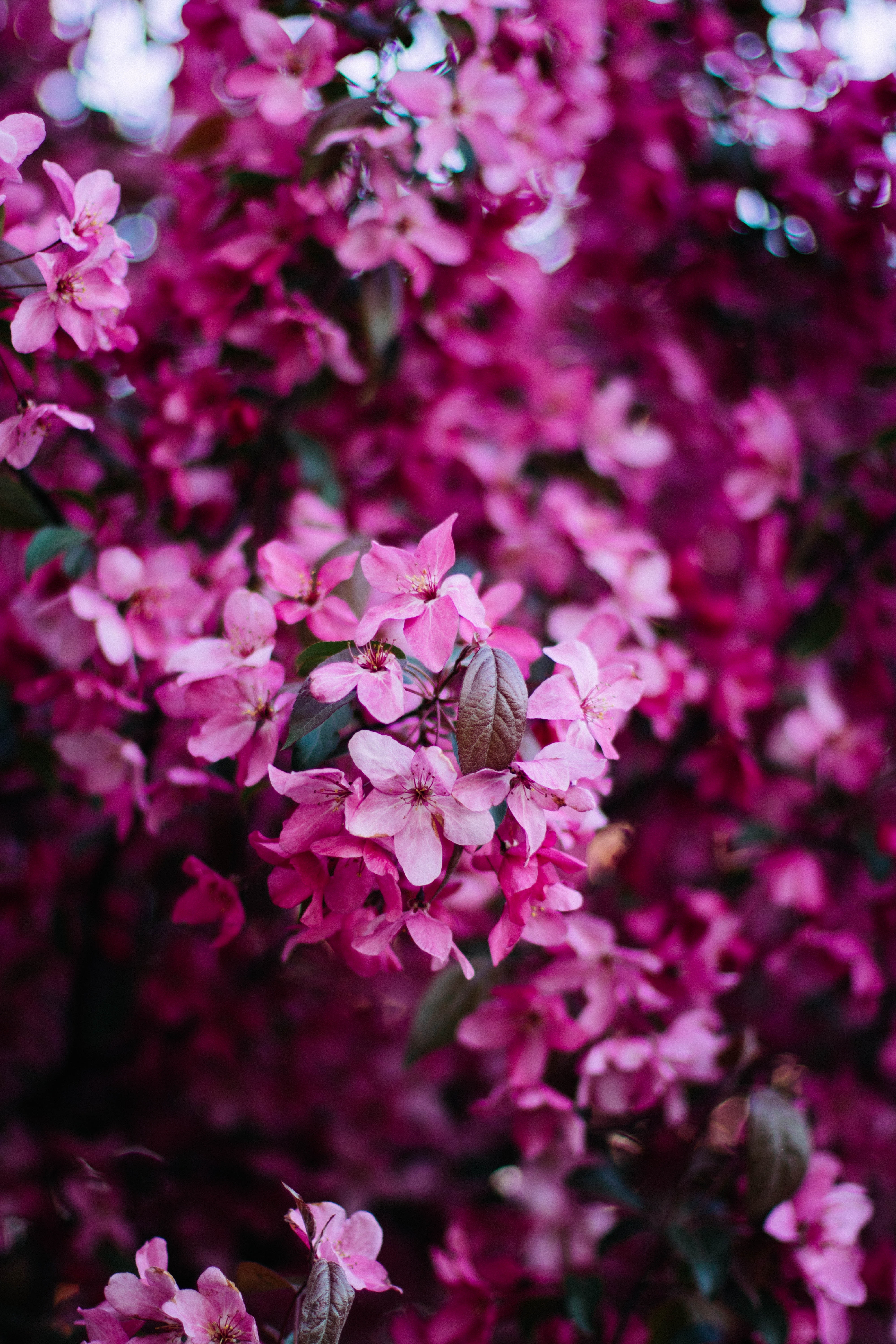 Pink And Purple Flower Wallpapers