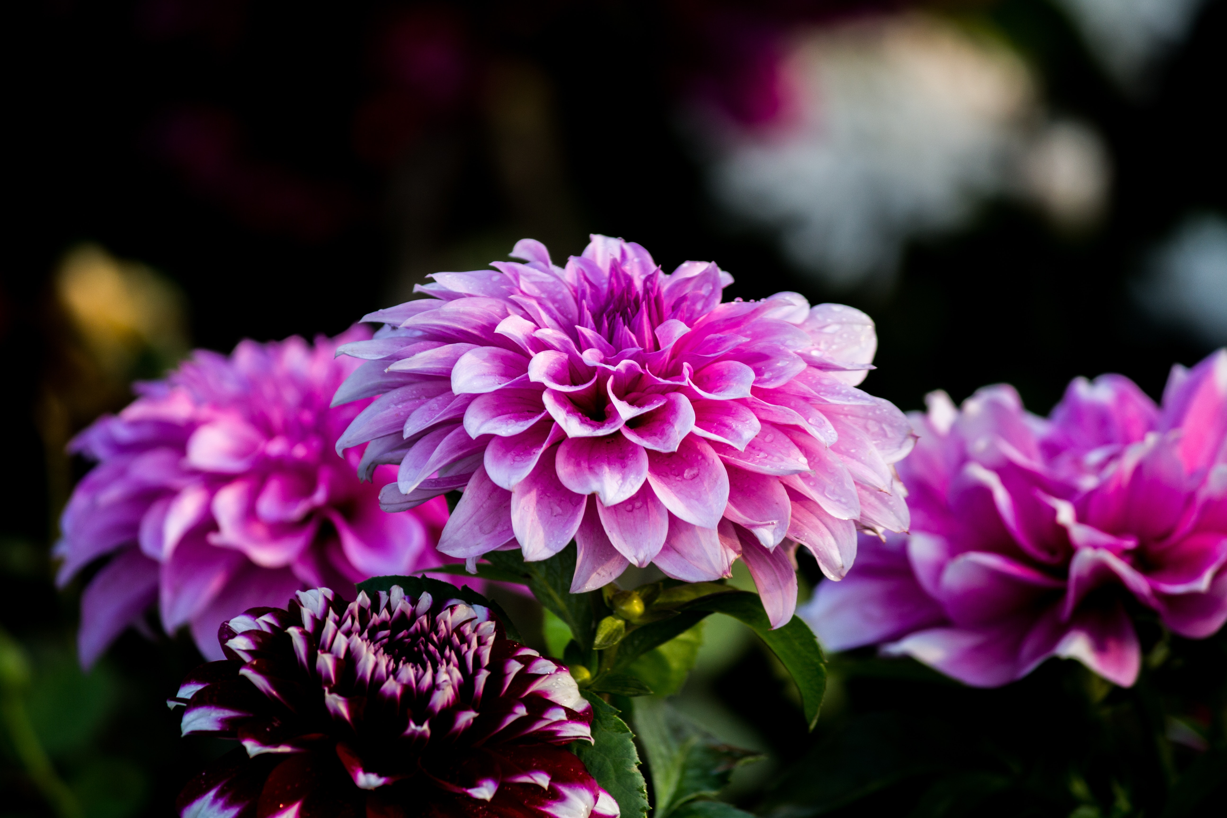 Pink And Purple Flower Wallpapers