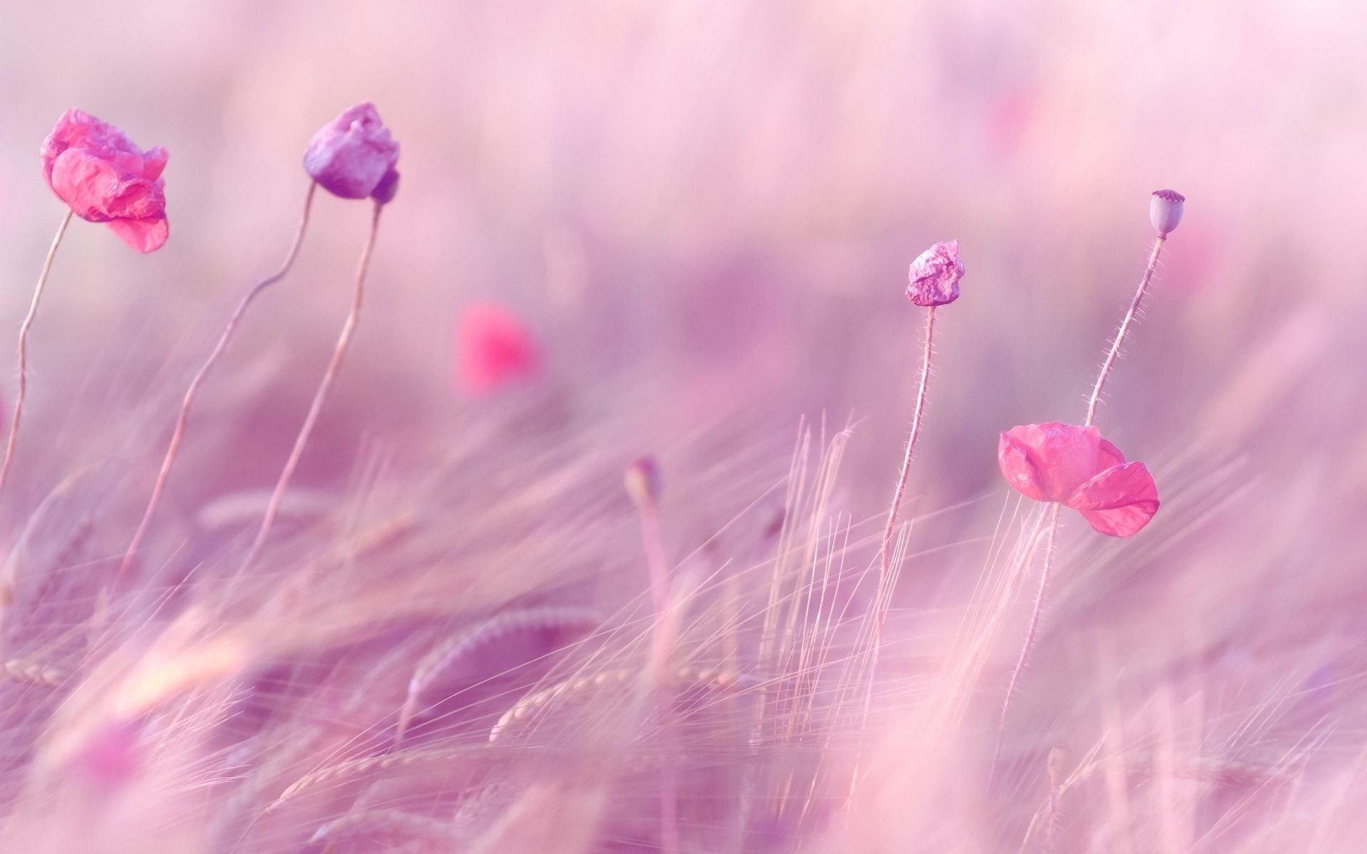 Pink And Purple Flower Wallpapers