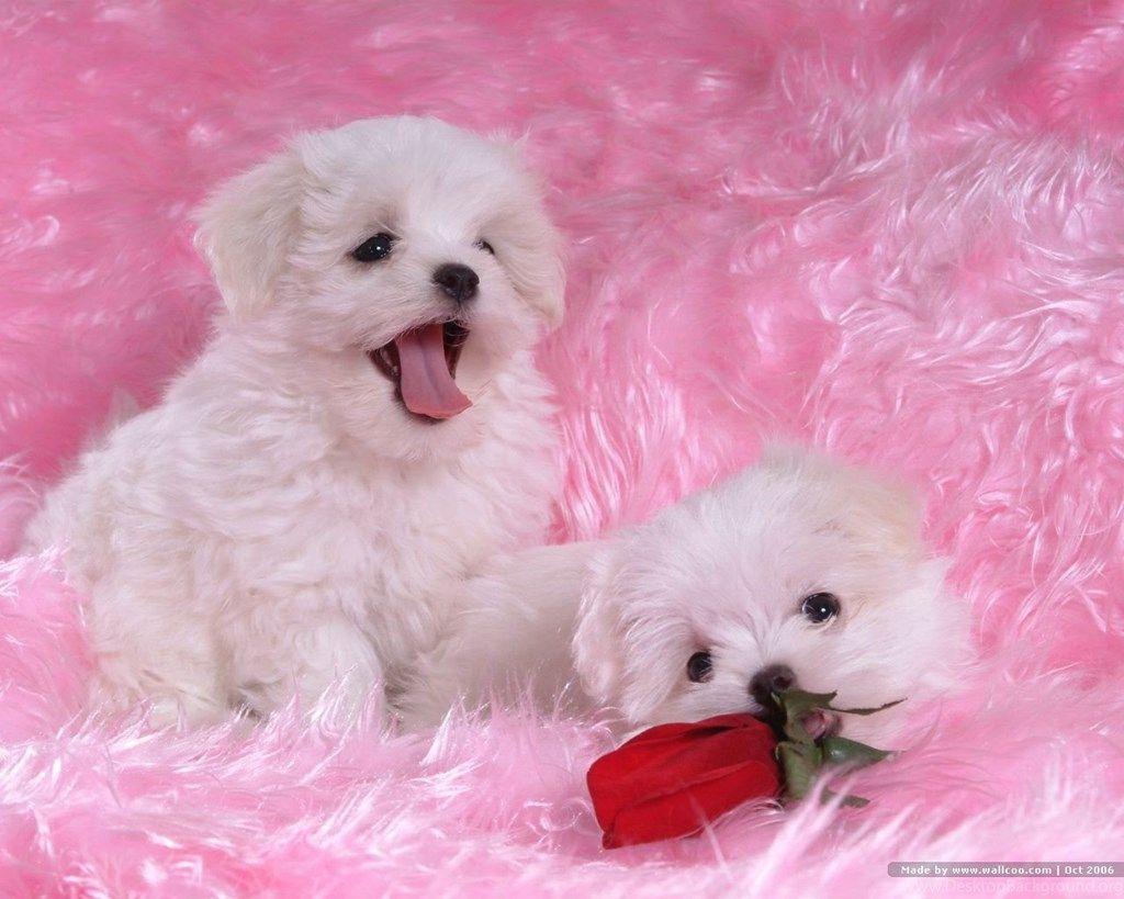 Pink And White Dogs Wallpapers