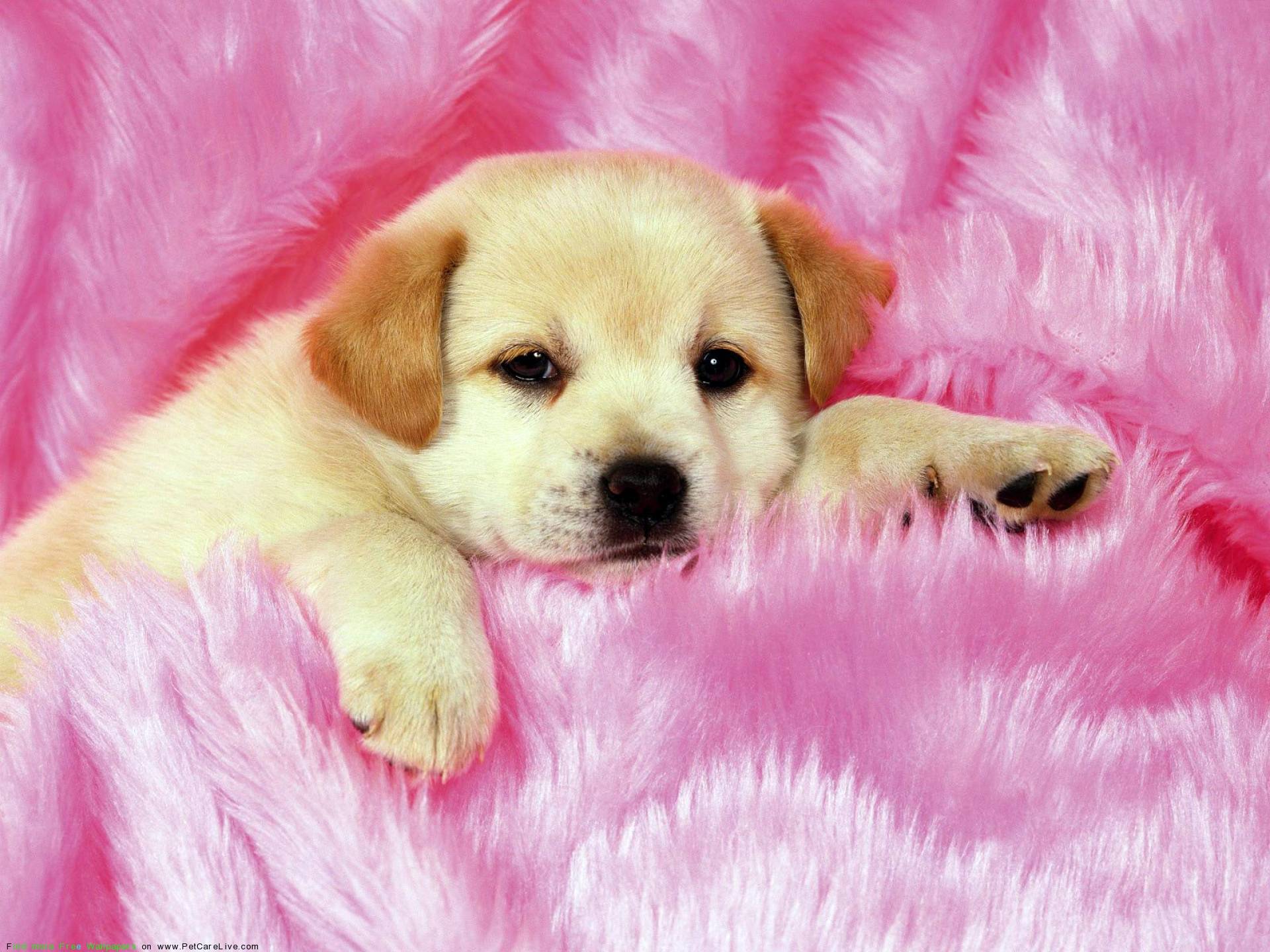 Pink And White Dogs Wallpapers