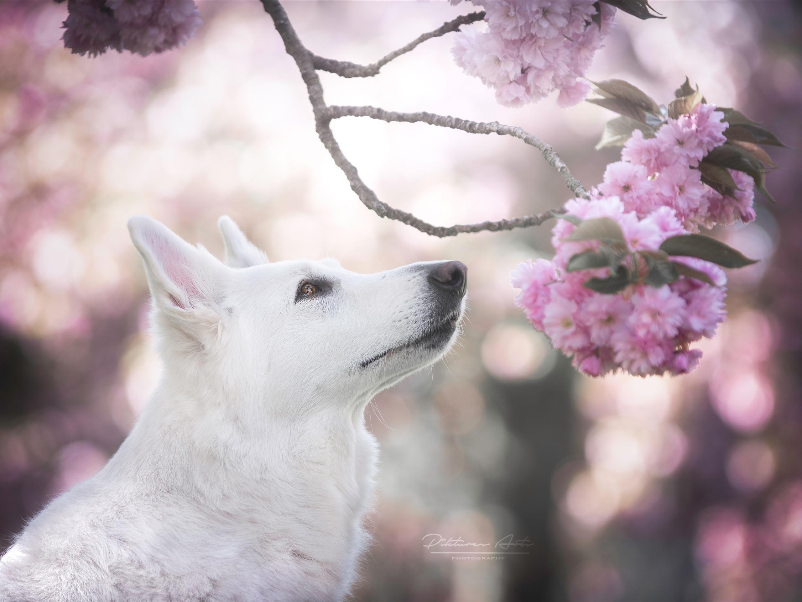 Pink And White Dogs Wallpapers