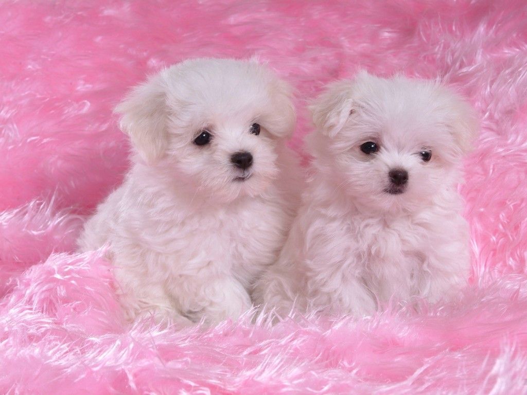 Pink And White Dogs Wallpapers