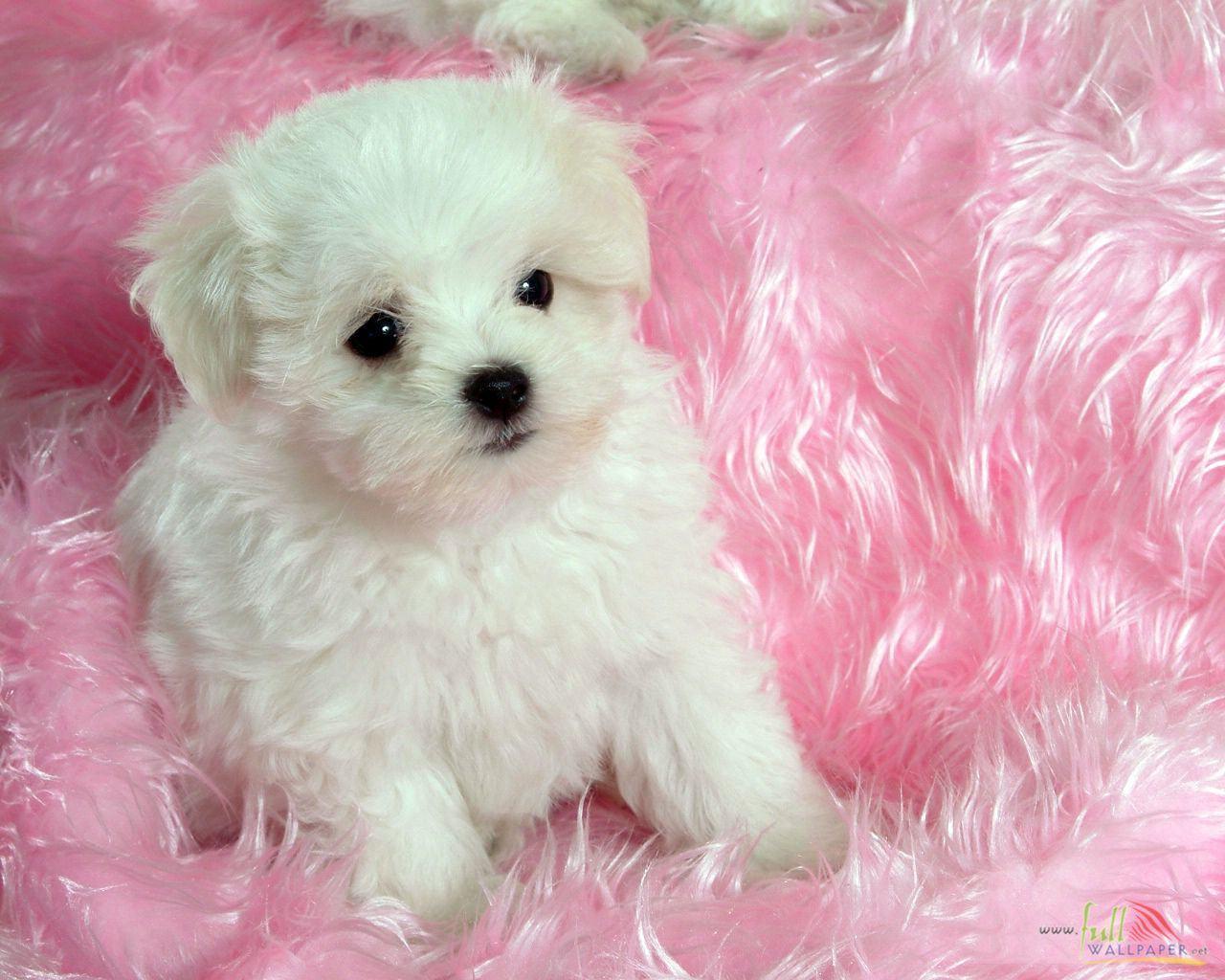 Pink And White Dogs Wallpapers