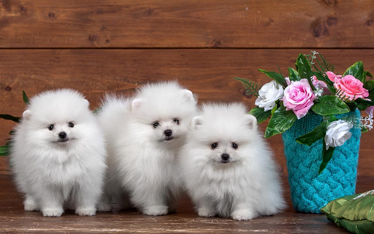 Pink And White Dogs Wallpapers