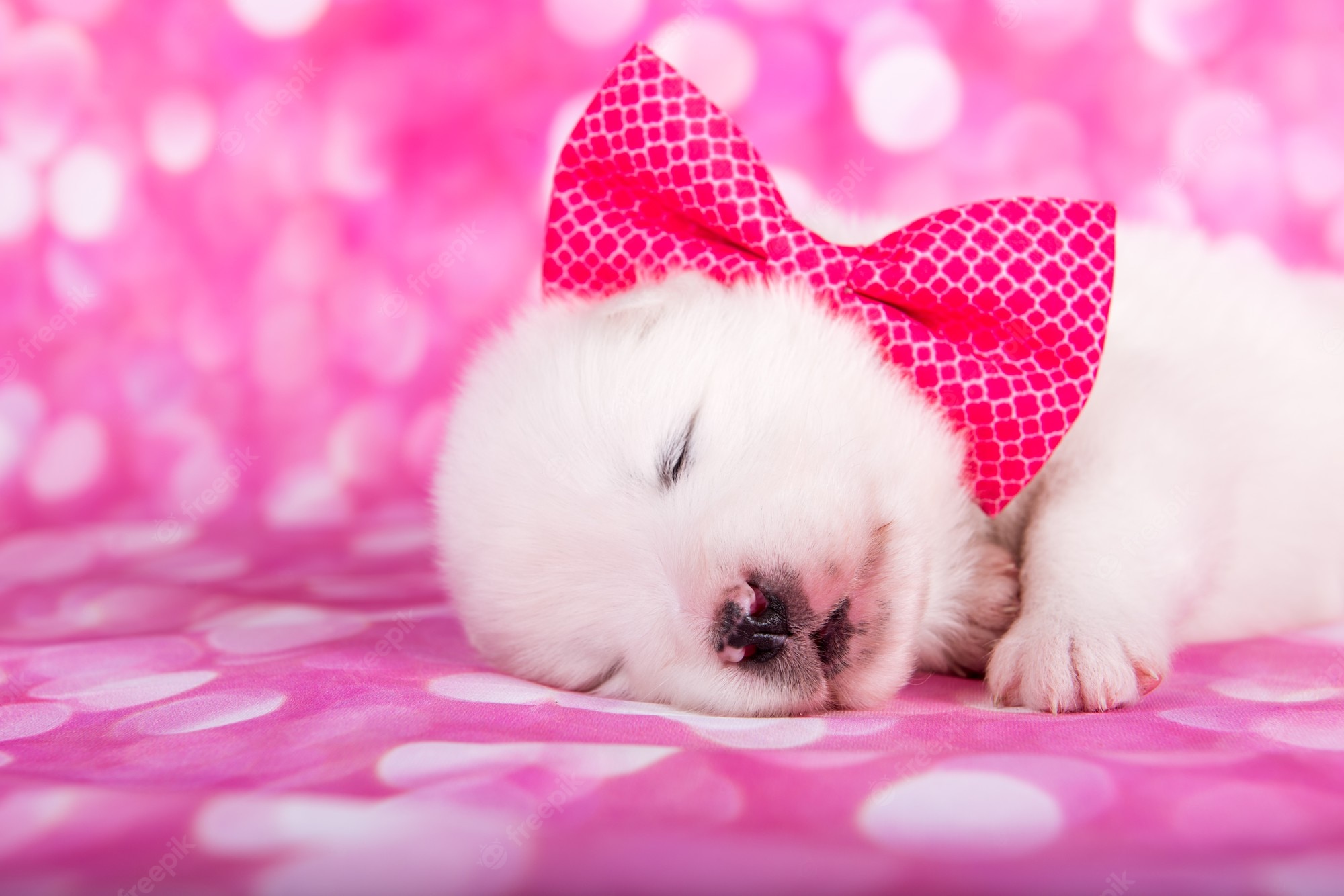 Pink And White Dogs Wallpapers