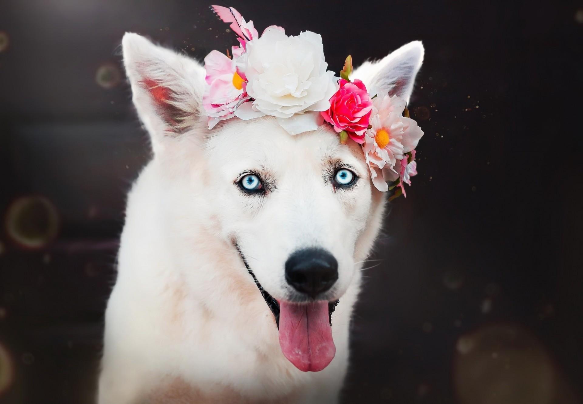 Pink And White Dogs Wallpapers