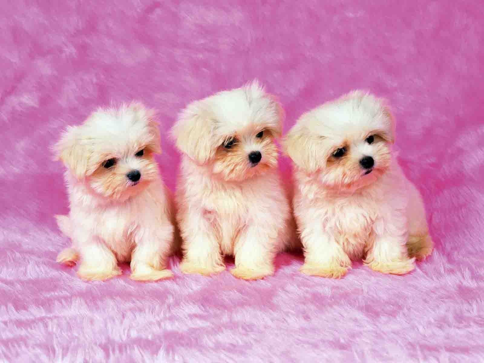 Pink And White Dogs Wallpapers