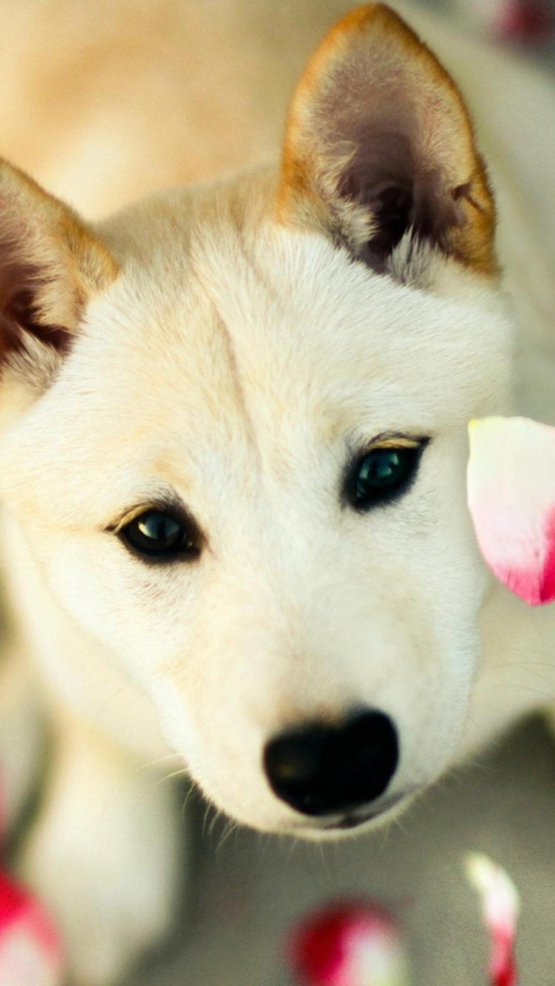 Pink And White Dogs Wallpapers