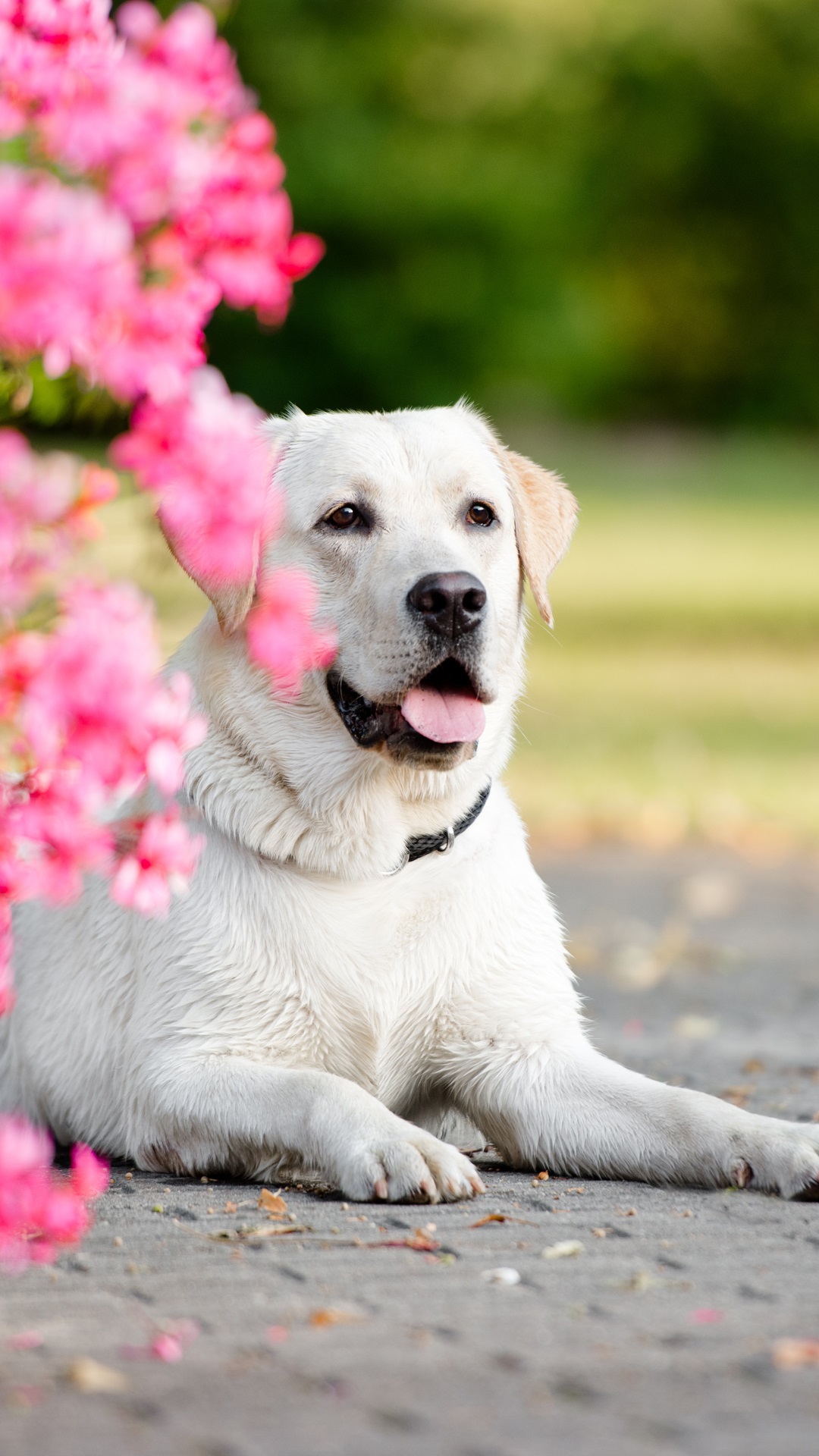 Pink And White Dogs Wallpapers