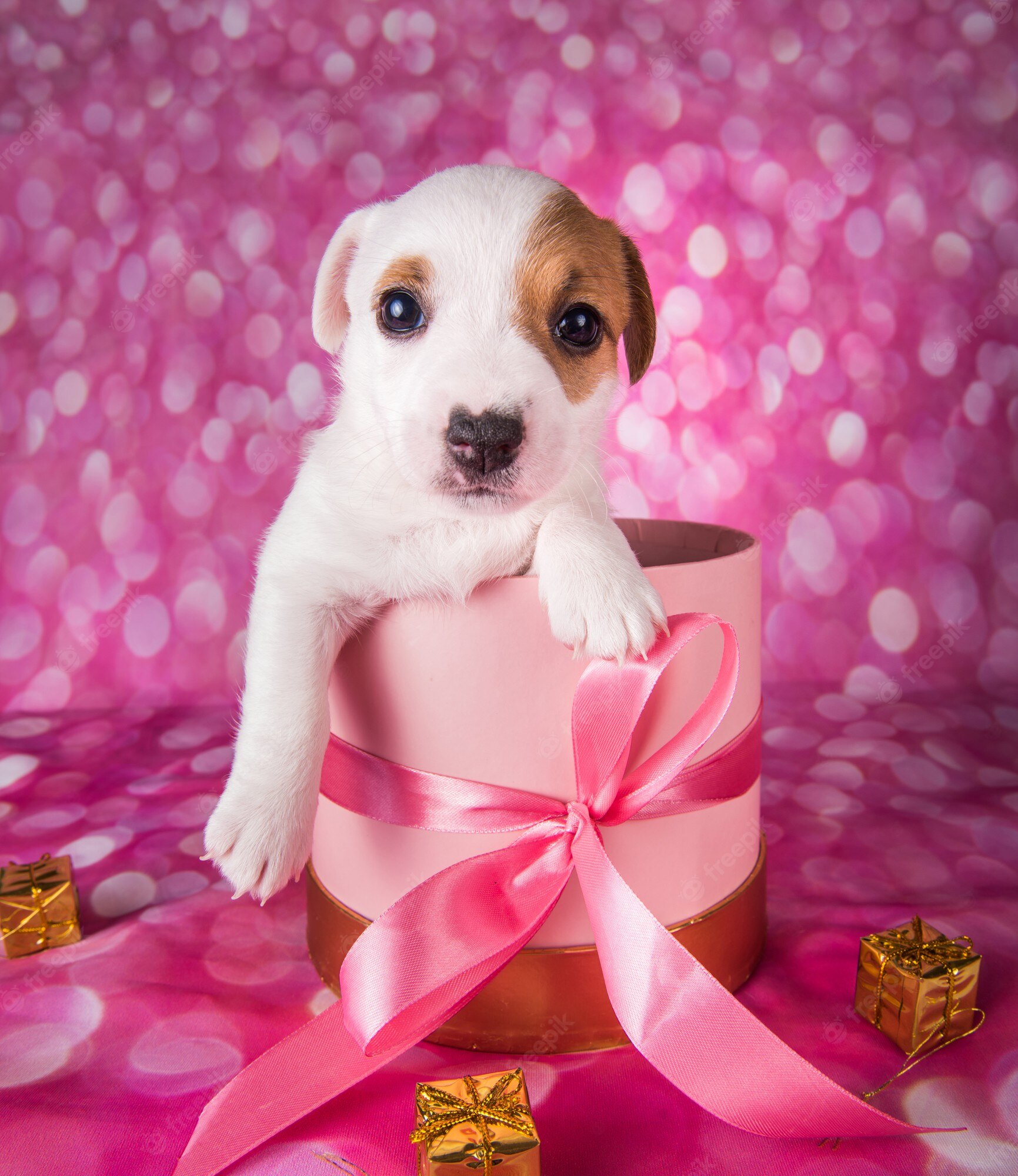 Pink And White Dogs Wallpapers