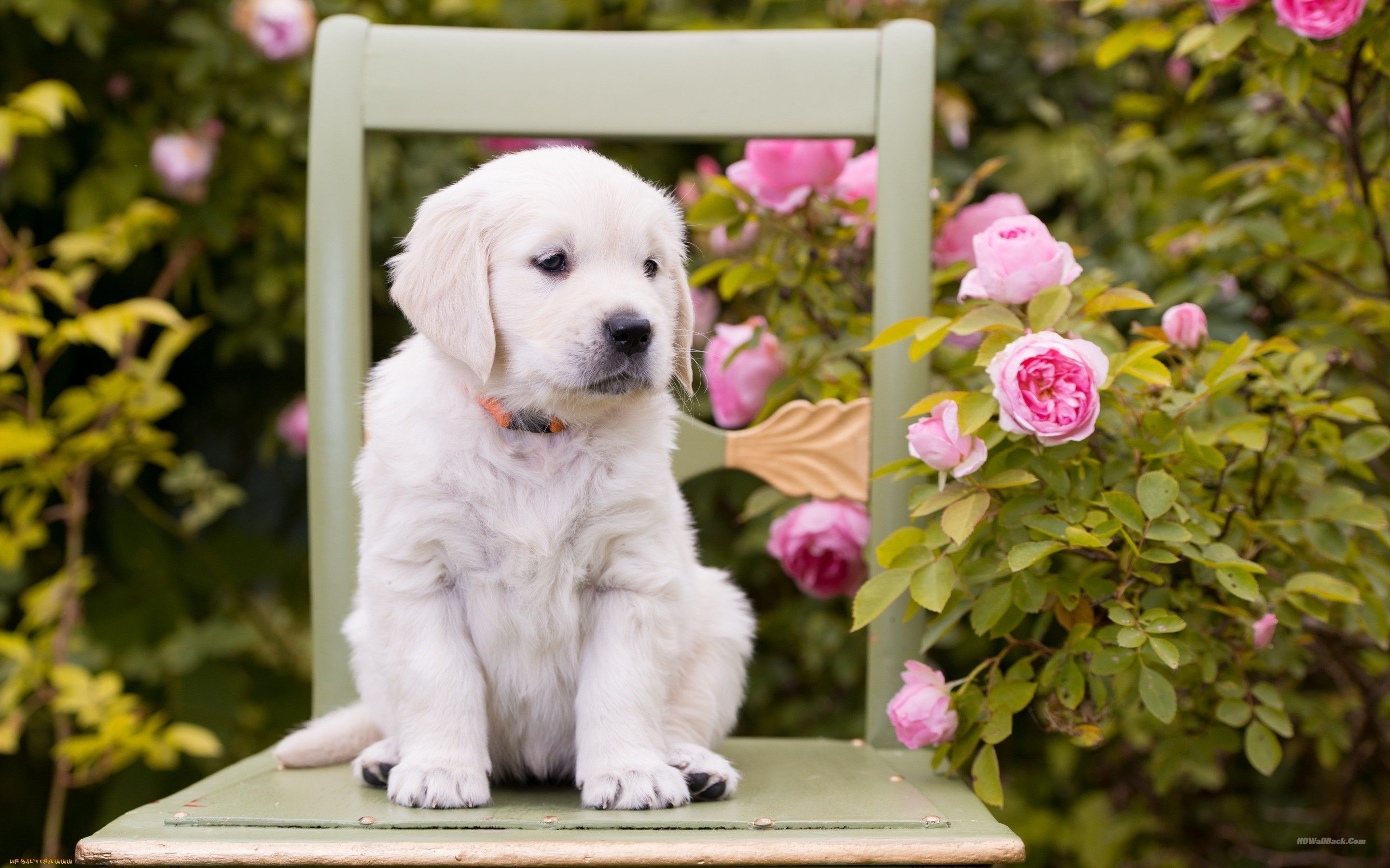 Pink And White Dogs Wallpapers