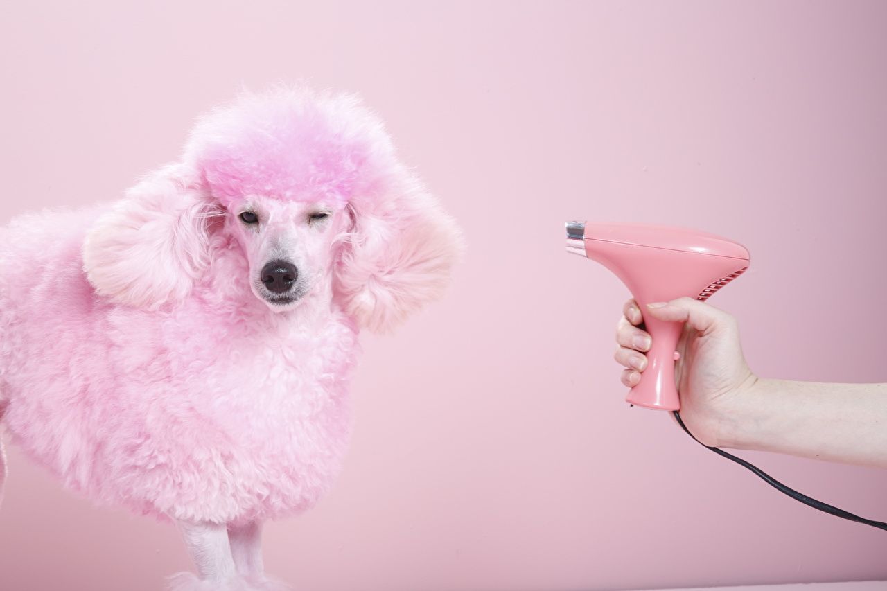 Pink And White Dogs Wallpapers