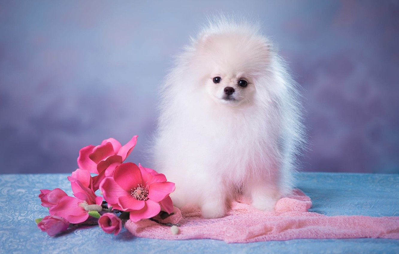 Pink And White Dogs Wallpapers