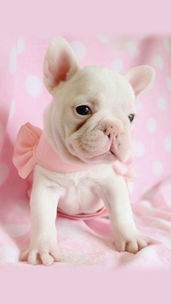 Pink And White Dogs Wallpapers