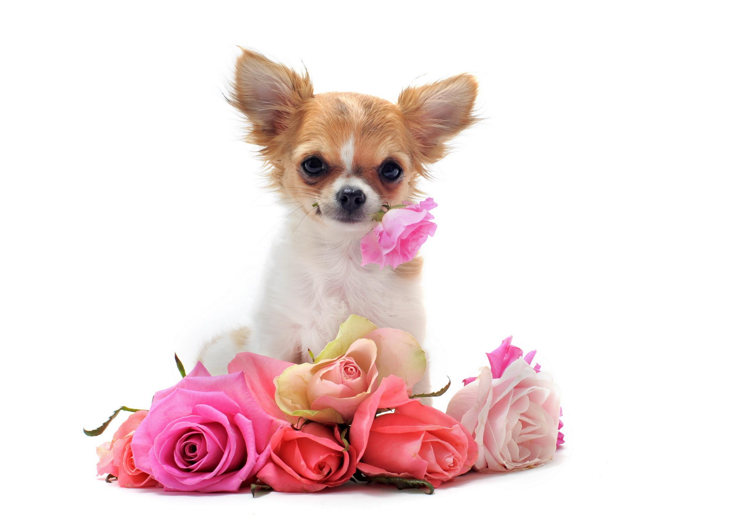 Pink And White Dogs Wallpapers