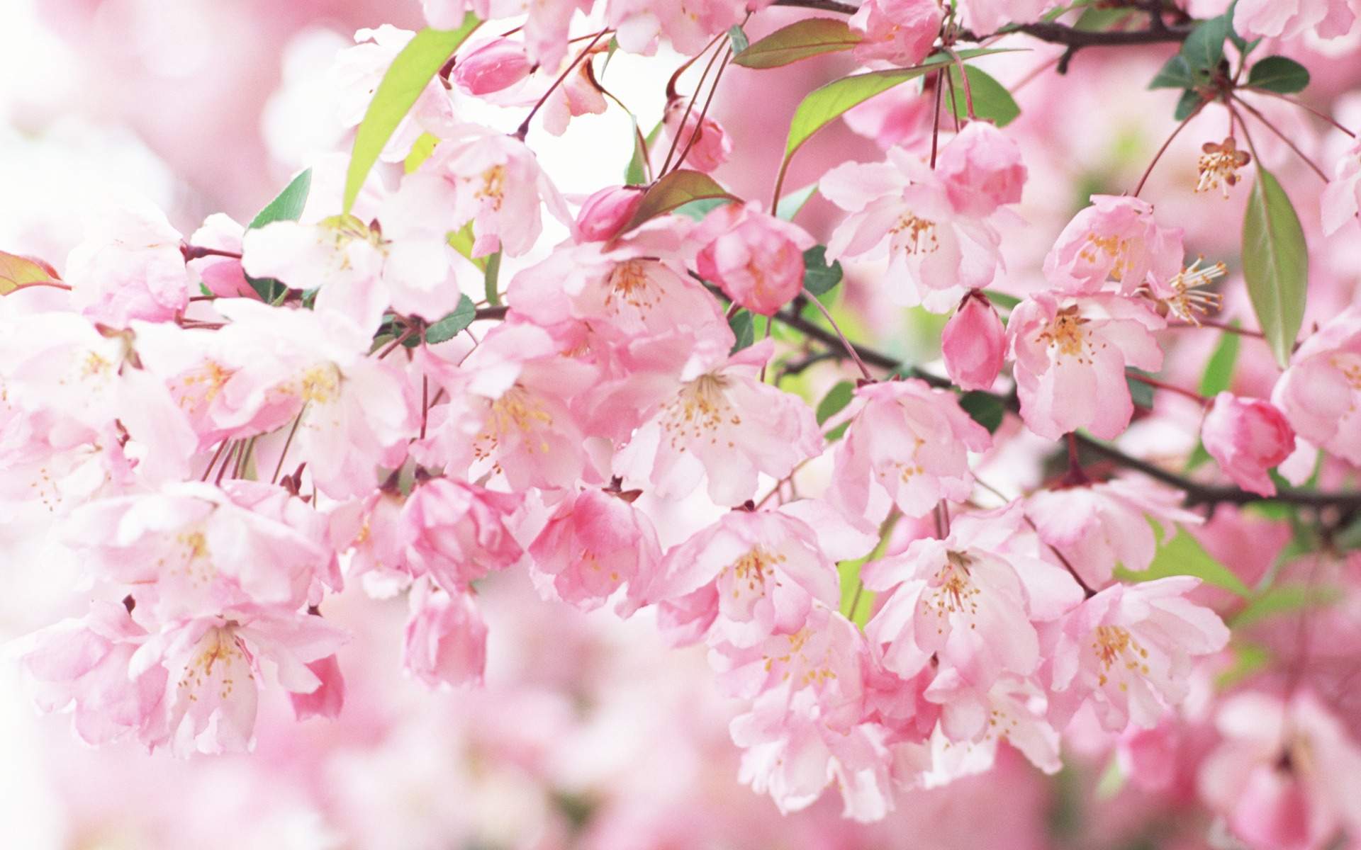 Pink And White Flowers Wallpapers