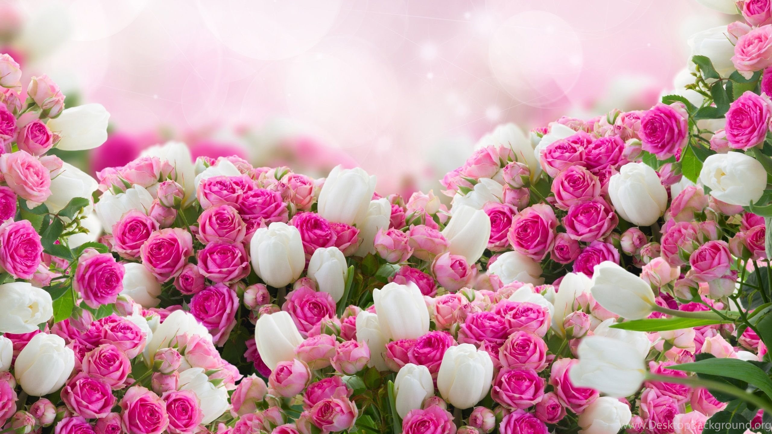 Pink And White Flowers Wallpapers