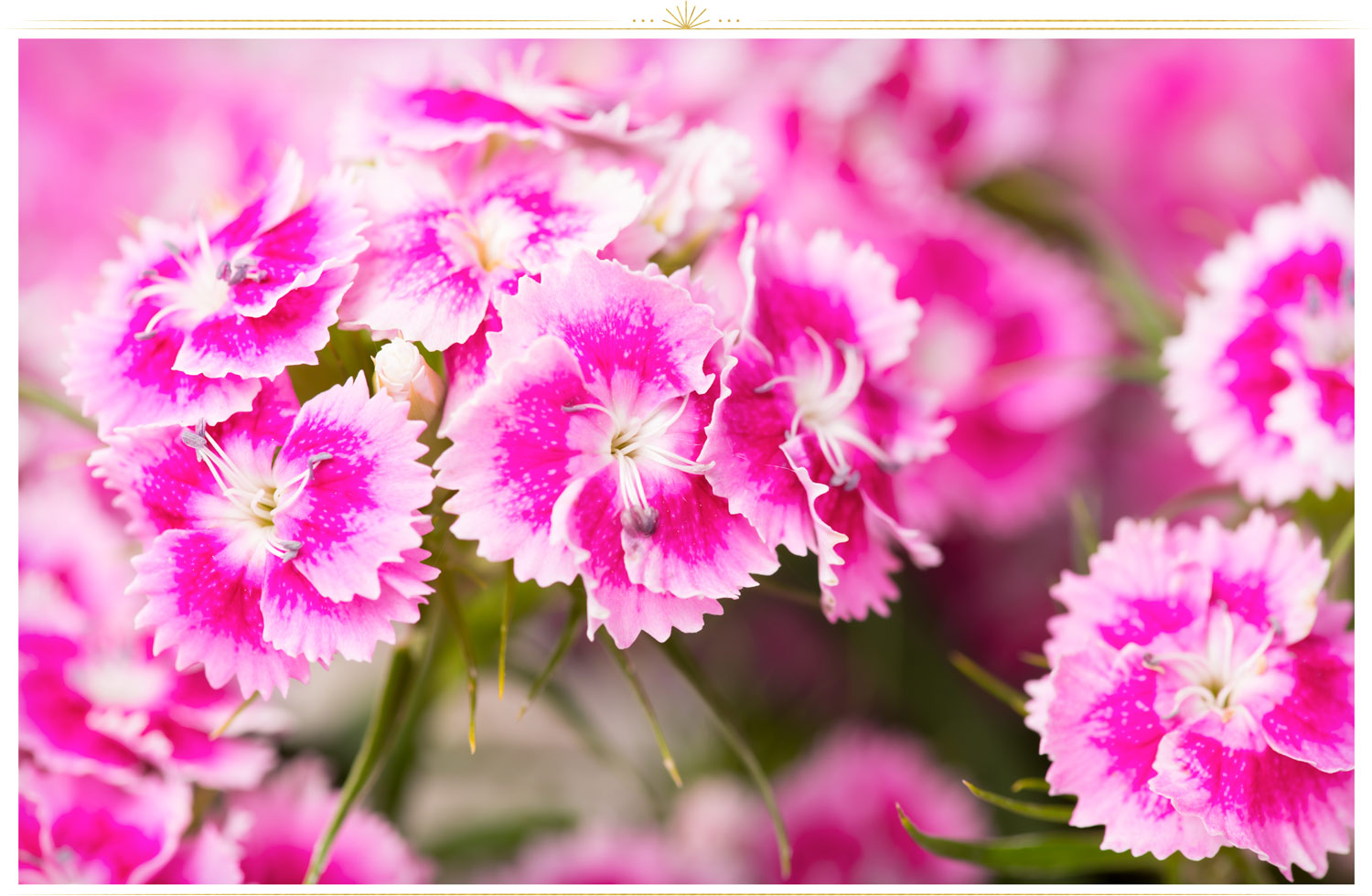 Pink And White Flowers Wallpapers