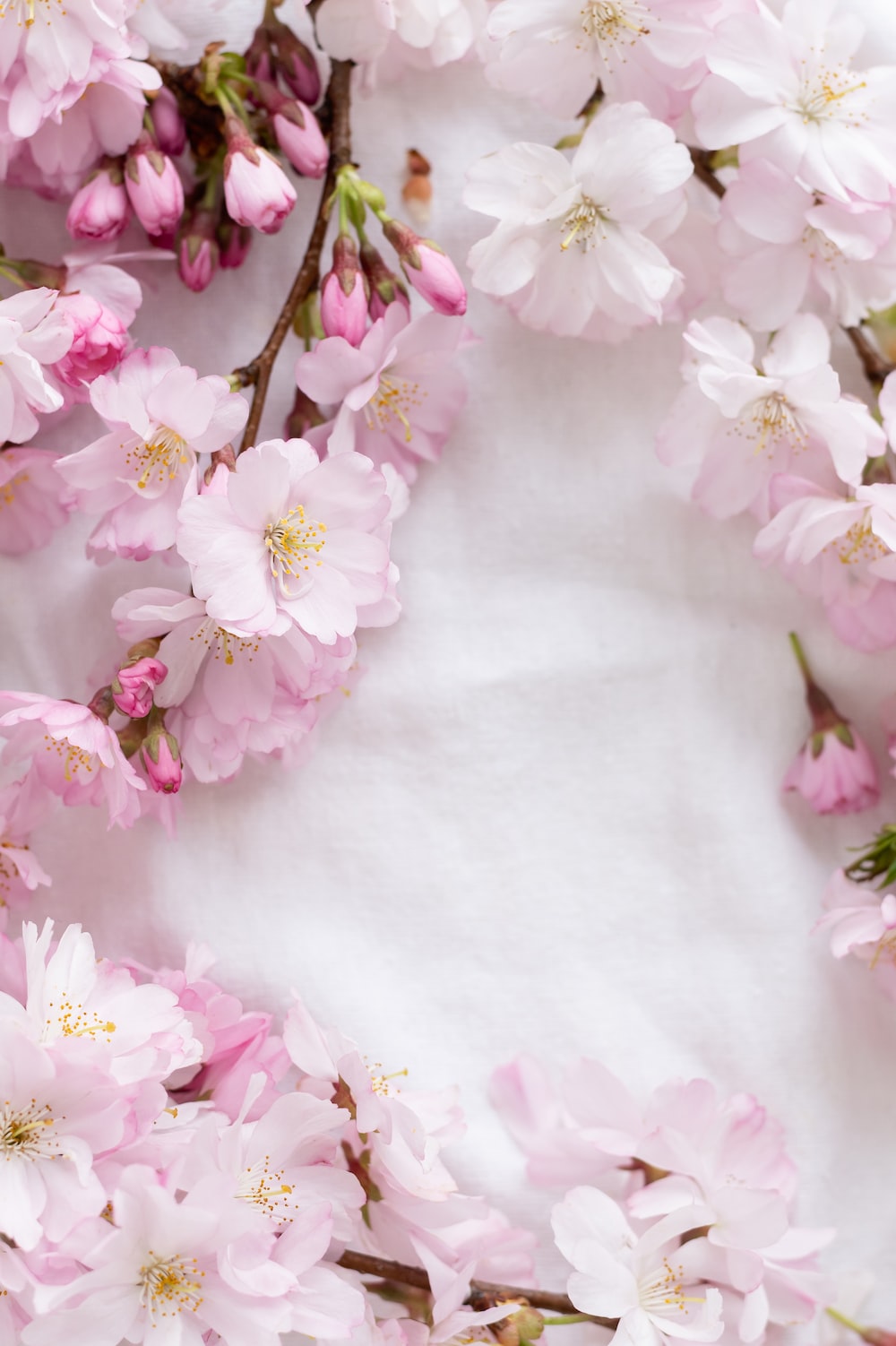 Pink And White Flowers Wallpapers