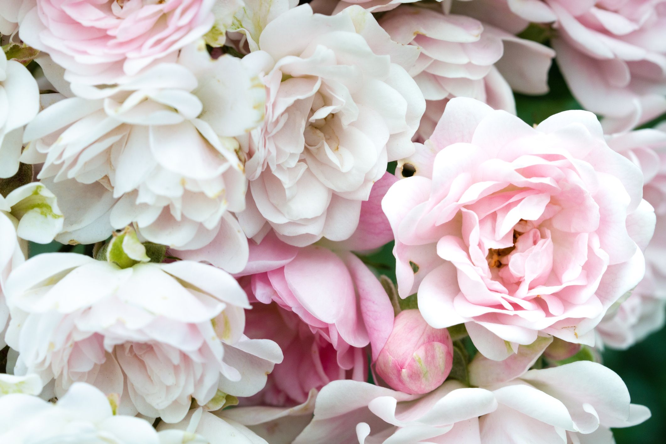 Pink And White Flowers Wallpapers