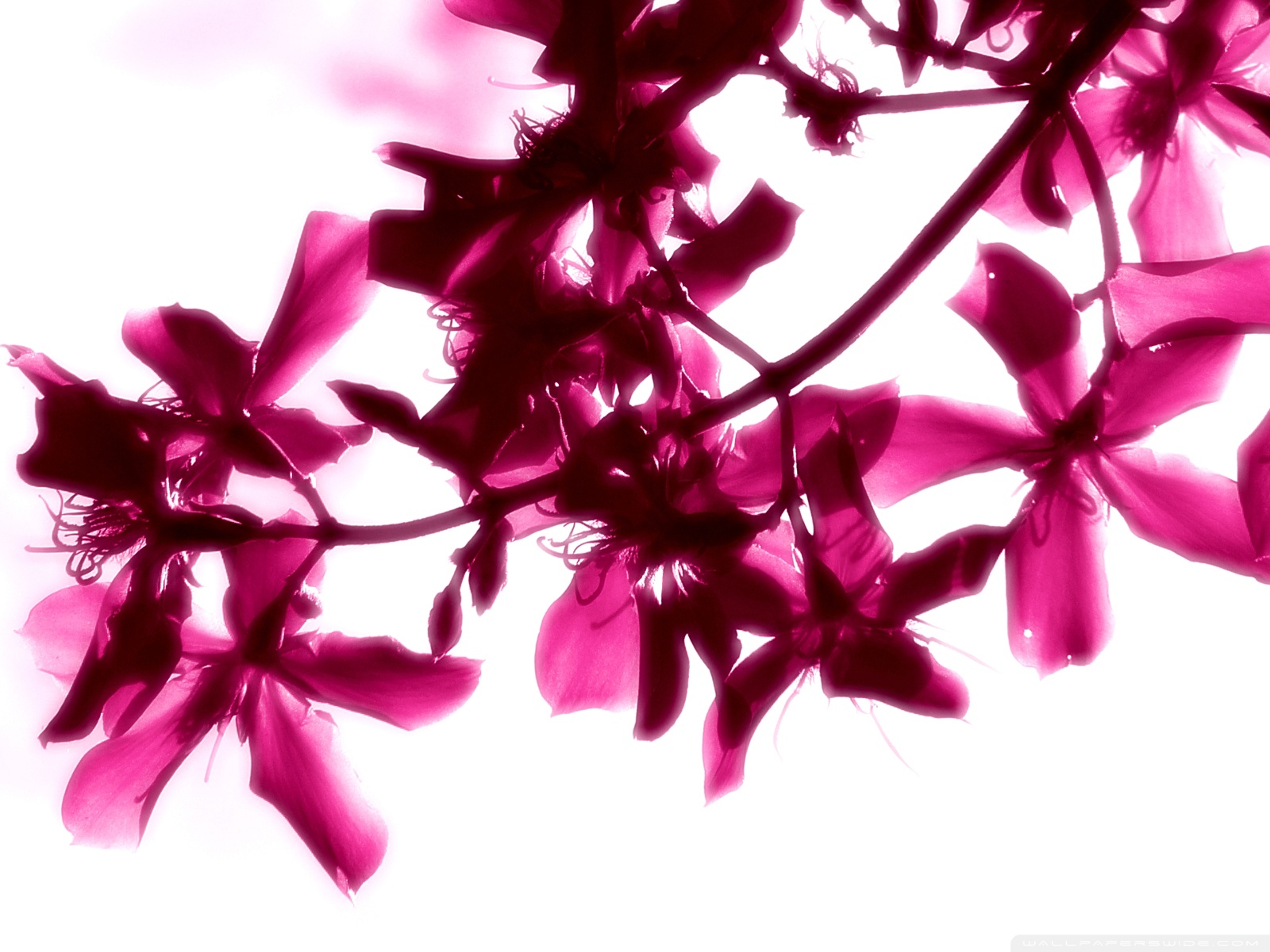 Pink And White Flowers Wallpapers