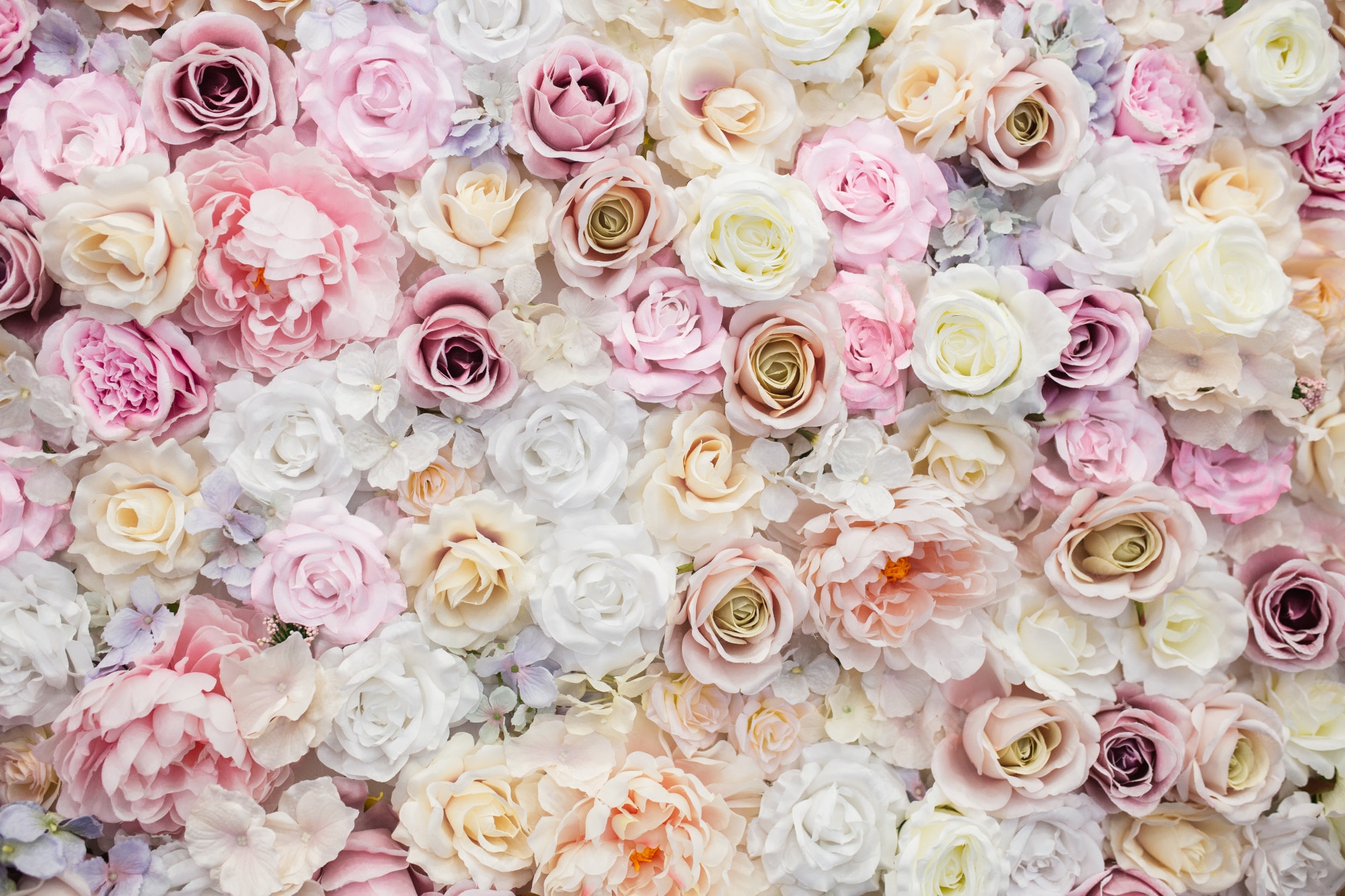 Pink And White Flowers Wallpapers