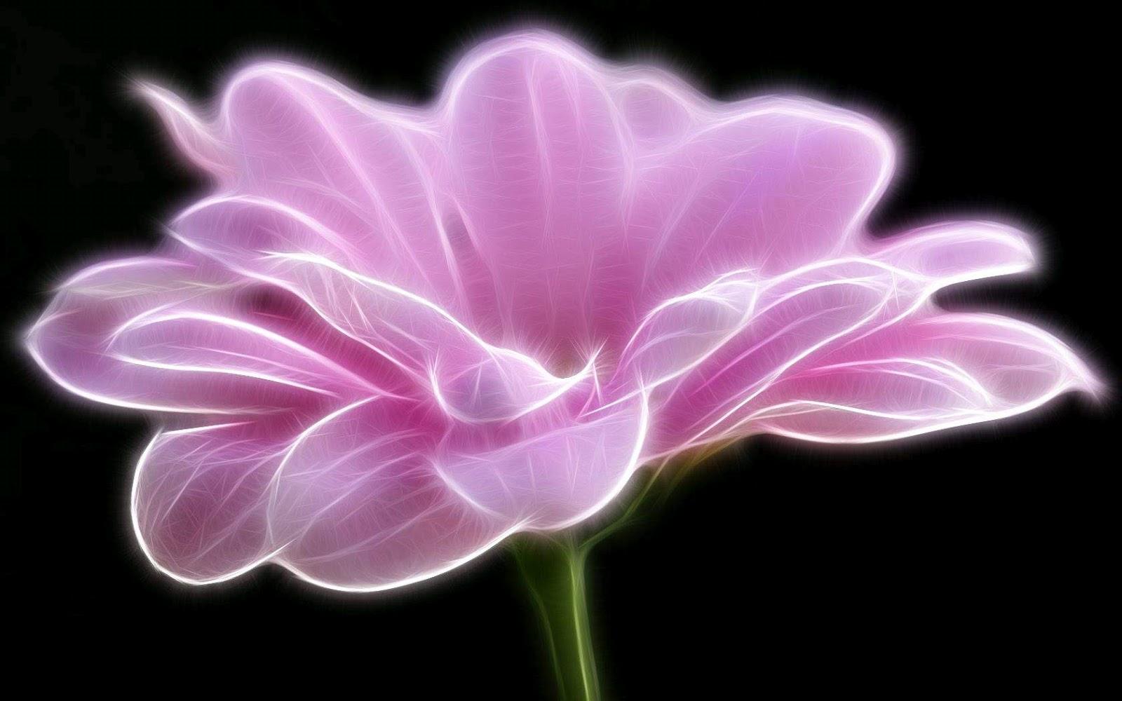 Pink And White Flowers Wallpapers