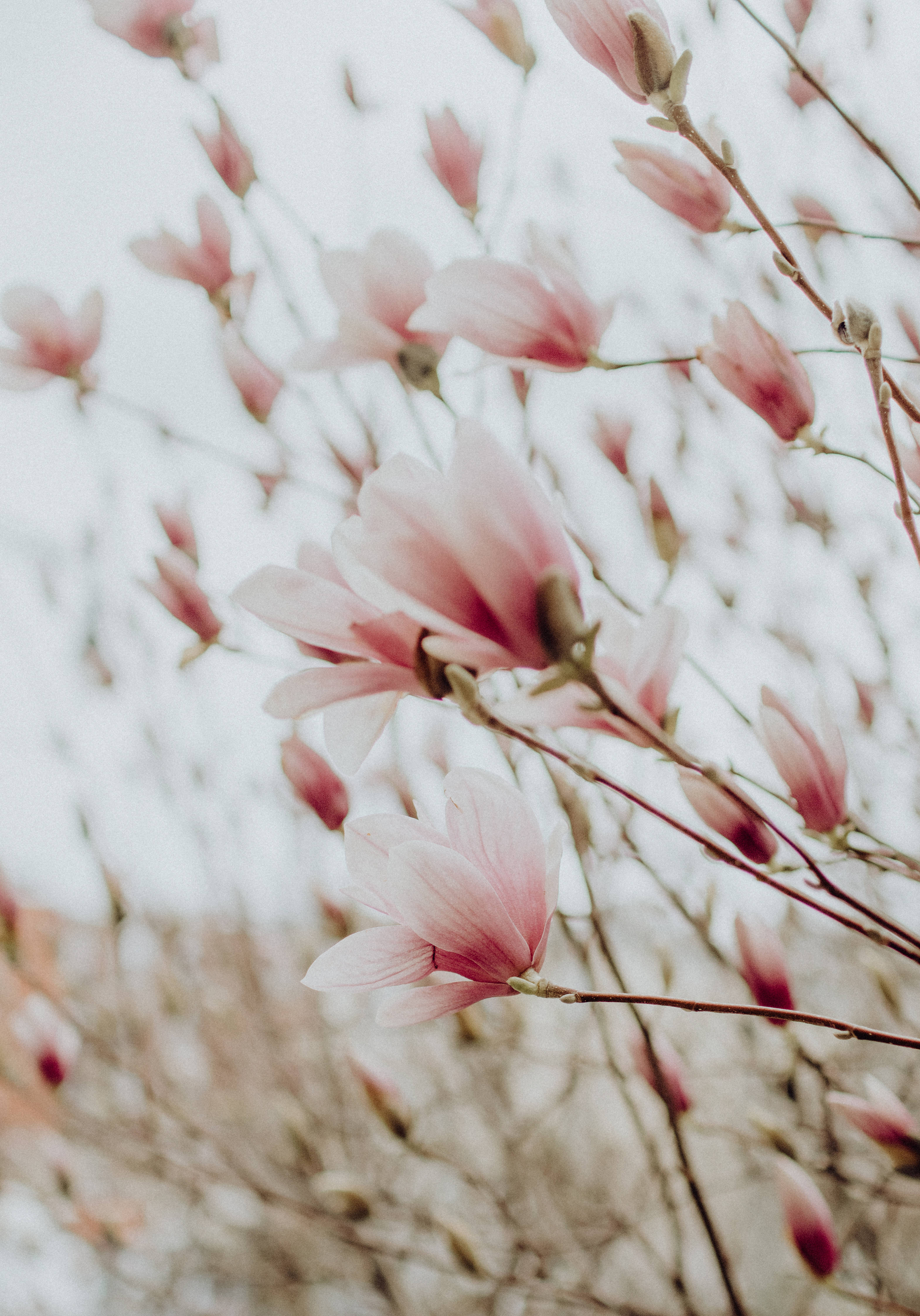 Pink And White Flowers Wallpapers